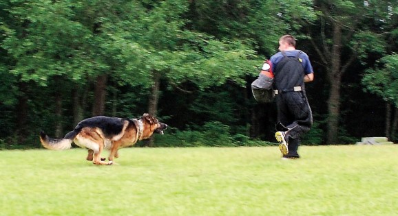 A German Shepherd is put through its paces for Harrison K-9.