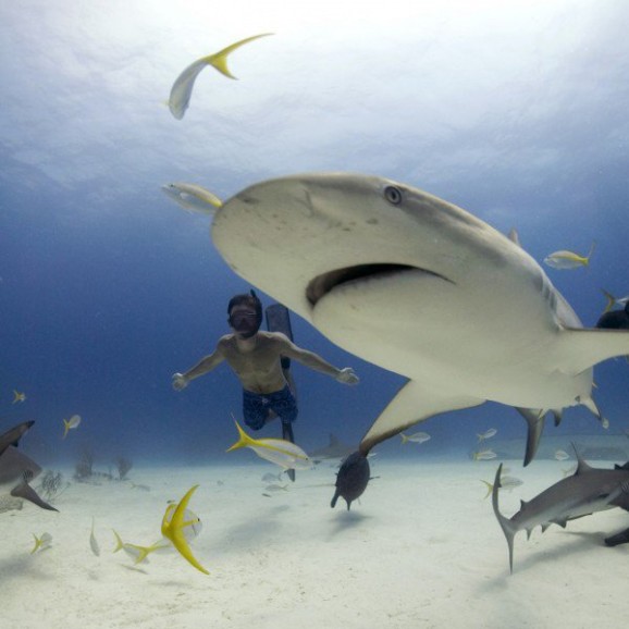 Rob Stewart free diving with Caribbean reef sharks. Freeport Bahamas. Photo: Veruschka Matchett